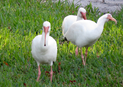 [Three ibises stand in the grass with one having the left side of its head turned toward the sky.]